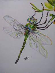 Pin On Colour Pencil Drawing Collections