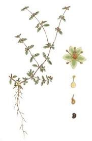 Image result for Gisekiaceae