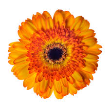 The capitulum , which has the appearance of a single flower , is actually composed of hundreds of individual flowers. Yellow Gerbera Daisy Orange Bicolor Gerbera Flowers Near Me Bulk Flowers