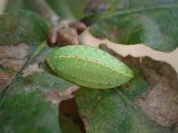 Image result for Apoda limacodes