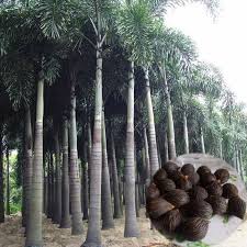 It is great for growing. Fox Tail Palm Tree Seeds 5 Seeds Shopee Philippines