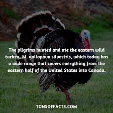 The Pilgrims Hunted And Ate The Eastern Wild Turkey M Gallopavo Silvestris Which Today Has A Wide Range Tha Fun Facts About Animals Turkey Facts Tiger Facts