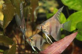 Pin On Fish Pics