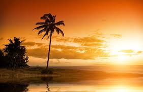 Sorry your screen resolution is not available for this wallpaper. Hd Wallpaper Sunset Palm Trees 4k Wallpaper Flare