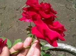 Check spelling or type a new query. 55 Gambar Bunga Mawar Merah Berduri Gambar Bunga Mawar