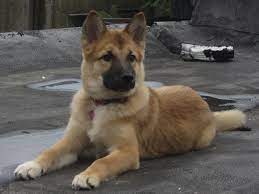 The german shepherd akita mix is naturally obedient, protective, intelligent and adaptive, being great working and guarding dogs. Photo By Becca Stoner Shepherd Mix Puppies Husky Shepherd Mix Puppy Shepherd Puppies