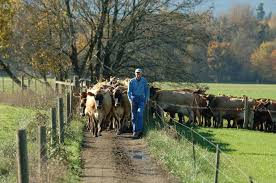 Becky Griswold, MBA, PHR, SHRM-CP