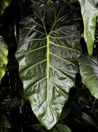 Image result for Ecbolium hastatum