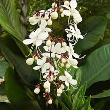 Image result for Clerodendrum rotundifolium