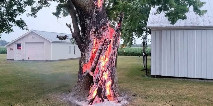 Lightning strike leaves surreal scorch marks on Ohio tree