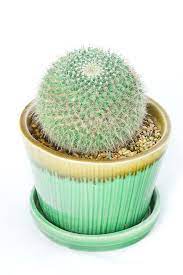 Learn more about the members and physical characteristics of the. 15 Of The Best Types Of Cactus Different Types Of Indoor Cactus Plants And Flowers