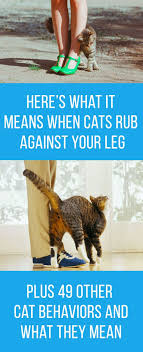 Why do cats show their belly? Here S What It Means When Your Cat Rubs Against Your Feet 49 Other Strange Cat Behaviors Cat Behavior Cat Behavior Facts Cat Care