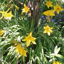 Free bonus daylily in all shipments. Daylily Hemerocallis Dumortieri In The Daylilies Database Garden Org