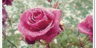 صور ورود احلى صور ورود زهور منوعة اجمل ورد ملونة rose flowers plants