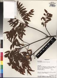 Image result for Bivinia jalbertii