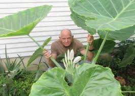 Image result for Chlorophytum pubiflorum