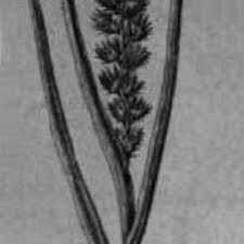 Image result for Cenchrus unisetus