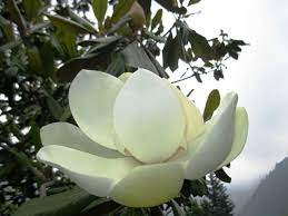 Dwindled And Instead A New Variety Of Flowering Trees Have Come Up Whith A Lotus Like Large Fragrant White F Flowering Trees Magnolia Grandiflora White Flowers