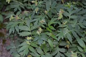 Image result for Hydrophyllaceae