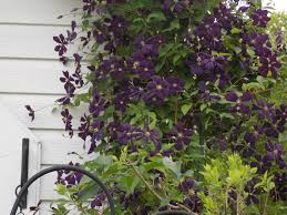 Check spelling or type a new query. Guide To Growing Clematis Vines Flowers Gardening Blooming Secrets