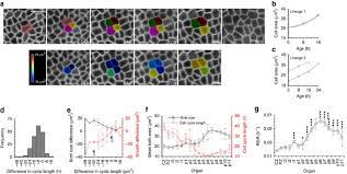 We did not find results for: Cell Size Dependent Progression Of The Cell Cycle Creates Homeostasis And Flexibility Of Plant Cell Size Nature Communications