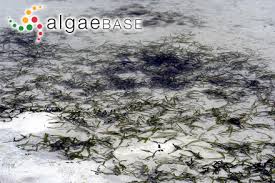 Image result for Thalassia hemprichii