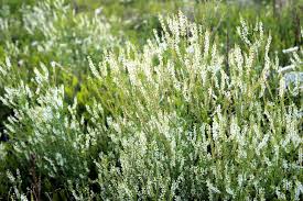 Image result for Melilotus albus