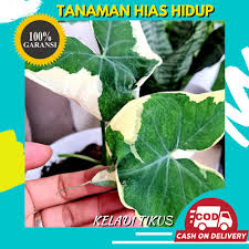 Tanaman asal meksiko ini tidak hanya bisa dijadikan sebagai penghias taman di rumahmu. Beli Bibit Tanaman Bunga Hias Keladi Tikus Mickey Mouse Taro Hidup Asli Murah Bergaransi Seetracker Indonesia