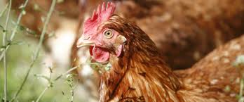Portugal não está a aplicar regras de bem-estar de galinhas poedeiras -  Vida Rural