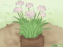 They benefit local wildlife and water bodies while also helping to improve drainage on properties. How To Create A Rain Garden With Pictures Wikihow