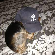 Jeter The Yankee Fan Yorkie Yankees Fan Yorkie Baseball Hats