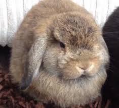 mini lop rabbit breed lafeber co small mammals