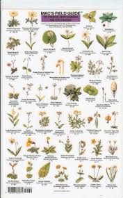 Mac S Field Guide To Pacific Northwest Wildflowers White Flowering Trees Pacific Northwest Flowers Wild Flowers