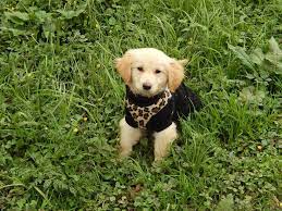 Ich arbeite neben dem studium relativ viel. Golden Retriever Welpe 16 Wochen Alt Sucht Zuhause 859560