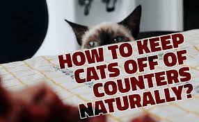 You're grating some cheese to top off a nice fish stew that you've been working on for the past three how do you stop your cat from constantly ruining your fish and cheese dinners by jumping up onto cats keep a short list of reasons for jumping up on kitchen counters written on a small piece of paper. How To Keep Cats Off Of Counters Naturally Catwiki