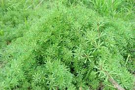 I'm trying to find the best and least toxic way to eradicate it from our garden areas, but i can't do a proper search without the proper name. Galium Aparine