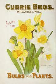N37 W1150 Daffodil Flower Flower Seeds Packets Daffodils