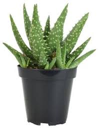 Lifelike mini artificial fleshy cactus plant micro landscape decorative miniature figurines diy potted garden home decoration. 160 Cacti Succulents Ideas Cacti And Succulents Succulents Cactus