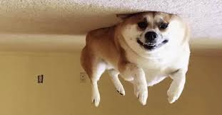 16 Hilarious Pictures That Will Make You Want To Scream At The Screen Cute Cats And Dogs Funny Animals Funny Animal Pictures