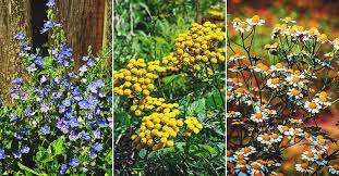 We did not find results for: 28 Medicinal Herbs You Need To Have In Your Garden