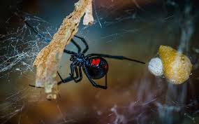 The black widow egg sac can contain as many as 400 eggs and is placed randomly in the web. Blog How Dangerous Are Black Widow Spiders In Los Angeles