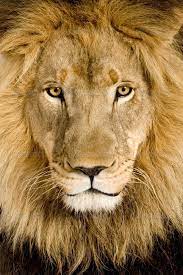 Close Up On A Lion S Head 4 And A Half Years Panthera Leo By Lifeonwhite Close Up On A Liona S Head 4 And A Half Years A 20pan Lion Lions Panthera Leo