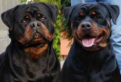 We did not find results for: 17 Best German Rottweiler Puppies Ideas Rottweiler Puppies German Rottweiler German Rottweiler Puppies