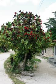 Image result for Bixa orellana