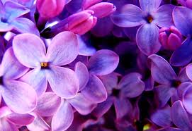 Maybe you would like to learn more about one of these? 920 Aesthetic Viola Wallpapers Sfondi Gratis