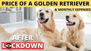 Sure, they're not exactly cheap, but the this article is a comprehensive breakdown of how much golden retrievers actually cost, including the price of the actual golden retriever, plus everything else you'll. How Much Does A Golden Retriever Puppy Cost In India Herunterladen
