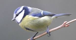 les 20 especes d oiseaux les plus observees oiseaux mesanges bleues mesange bleue