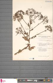 Image result for Crotalaria chrysochlora