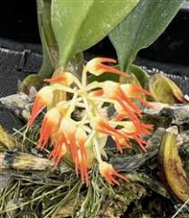 Image result for Bulbophyllum stolzii
