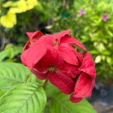 Image result for Mussaenda elegans